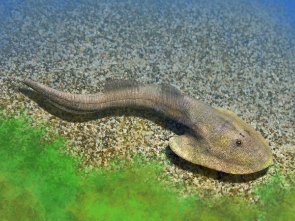 Файл:Ateleaspis small.jpg
