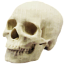 Skull.png