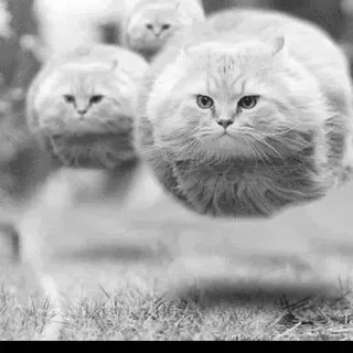 Файл:Польские котолёты.jpg