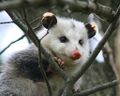 Opossum na dereve.jpg