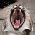 Lynx зубы.jpg