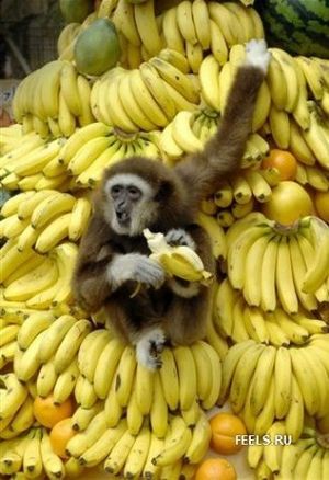Бананы.jpg