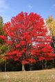 39801398-red-maple-tree.jpg