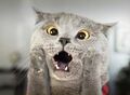 Cat Munch 1.jpg