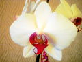 Орхидея.JPG