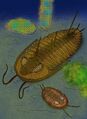 Redlichia rex.jpg