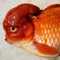 Anatoly Wasserman aquarian fish.jpg
