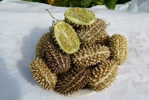 Дикий огурец.jpg