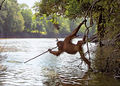Orangutan-spear-fishing.jpg