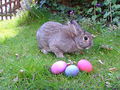 Пасхальный кролик и его яйца.jpg