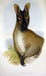 Macropus rufogriseus 2 Gould.jpg