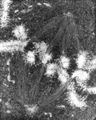 Metaphase-electron-micrograph.JPG