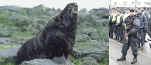 Seal vs RCMP.PNG