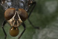 Housefly inflates bubble.jpg