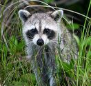 Coon2b.jpg