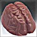Cho lg chocolate brain lg.jpg