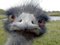 Ostrich 001.jpg