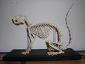 Ratufa skeleton.JPG