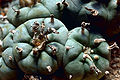 800px-Peyote Cactus.jpg