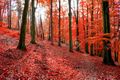52038278-trees-with-red-autumn-leafs-in-sonian-forest-near-brussels-belgium.jpg