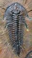 Mesonacis vermontanus.jpg