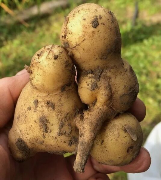 Файл:Весенний картфель 7.jpg