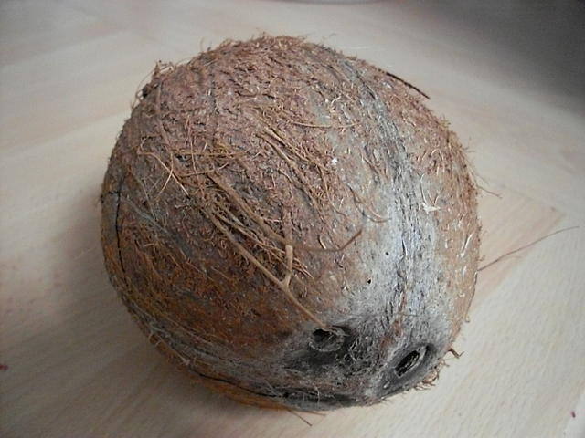 Прорастить кокос. Пророщенный кокосовый орех. Необработанная скорлупа кокоса. Прорастание кокоса.
