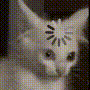 Confusedcat.gif