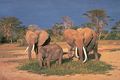 African elephants.jpeg