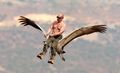 Владимир Путин верхом на журавле.jpg