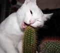 Кот и кактус.jpg