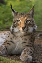 Lynx lynx.JPG