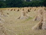 Пучки пшеницы.jpg