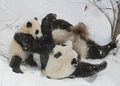 Конфу панда.jpg
