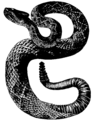 Rattlesnake Mivart.png