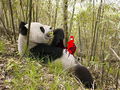 Панда и краб.jpg
