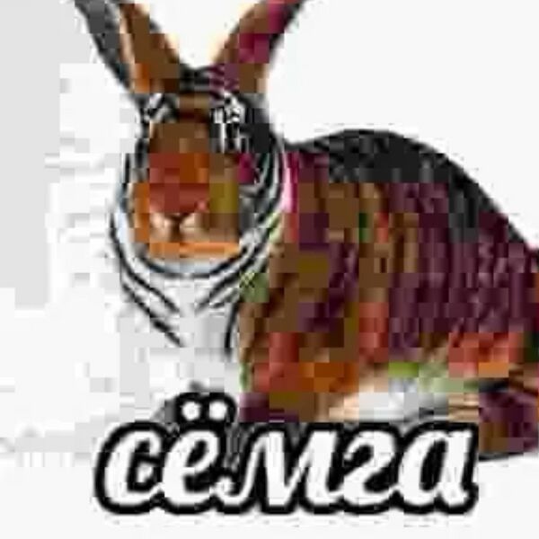 Файл:Сёмга.jpg