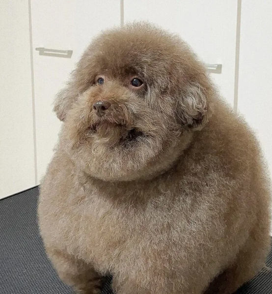 Файл:Ipushiy.png