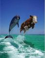 Летающая корова.jpg