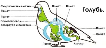 Фото половой орган голубя