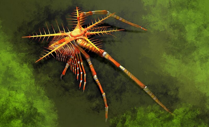 Файл:Mimetaster hexagonalis 4.jpg