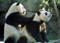 Панды-массажисты.jpg