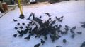 Много голубей на Запотоцкого.jpg