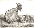 Портрет козы.jpg