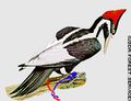 Telegraph Woodpecker.jpg