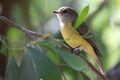 Lemon-bellied-flycatcher.jpg