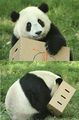 Ящик панды ры.JPG