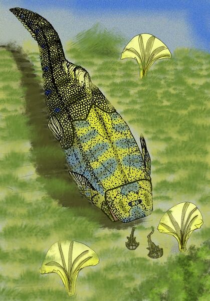 Файл:Shimenolepis granifera.jpg