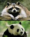 Происхождение панды.jpg