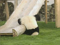 Пьяная панда.jpg